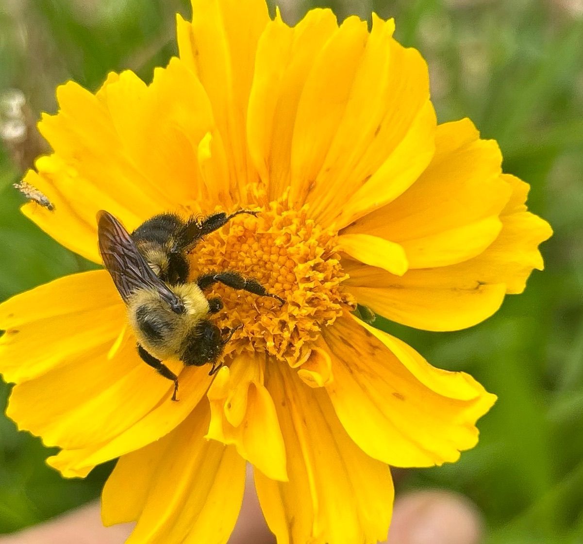 Bee on wildflower at L & D Farms apiary