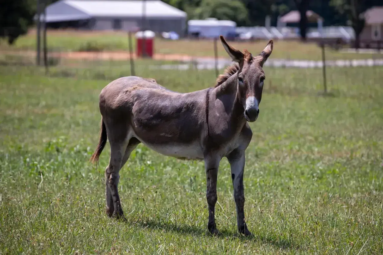 Farm donkey at L & D Farms in Ooltewah, TN