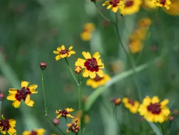 Farm and Wildflower Sessions